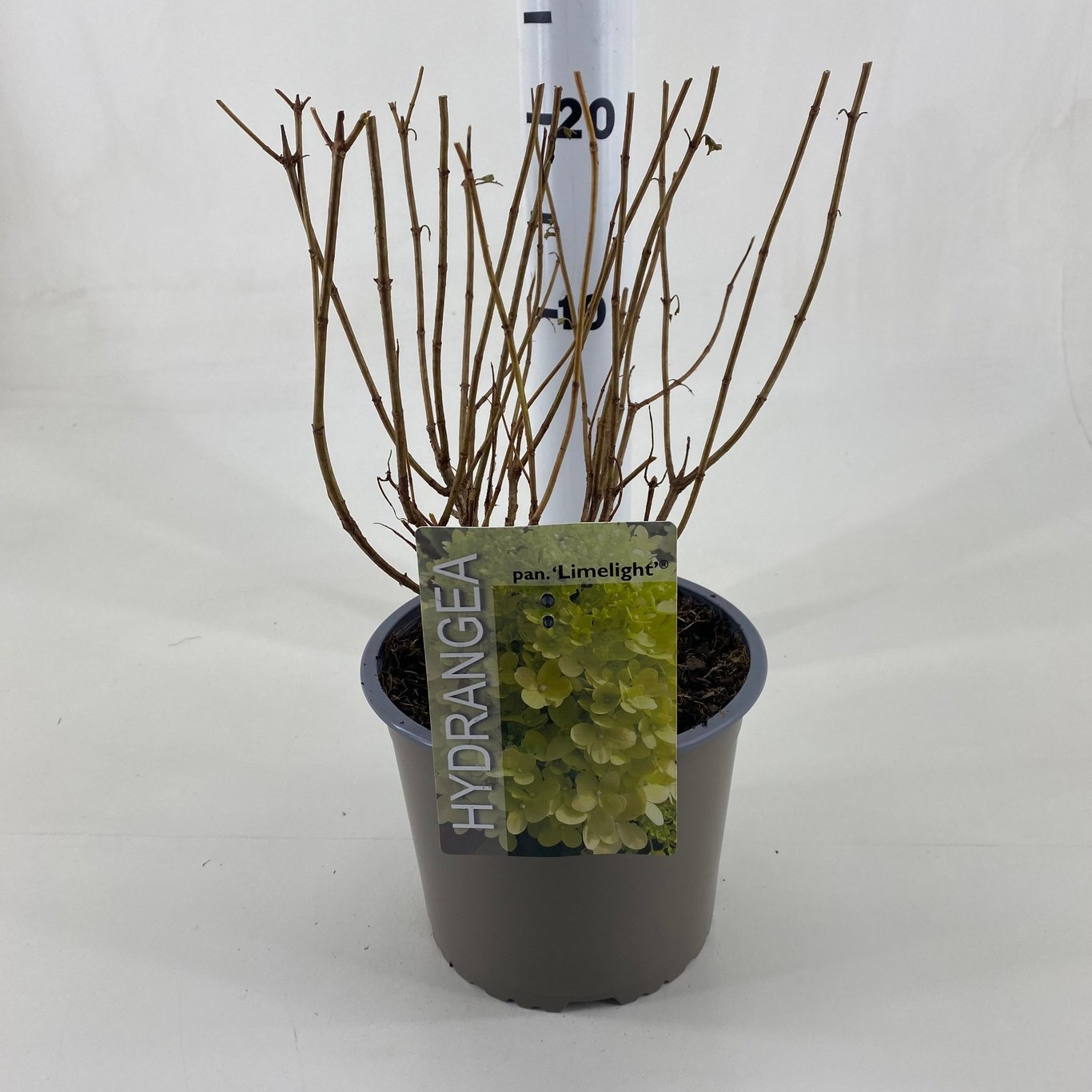 Hydrangea pan. 'Limelight' - C3 20-30 CM